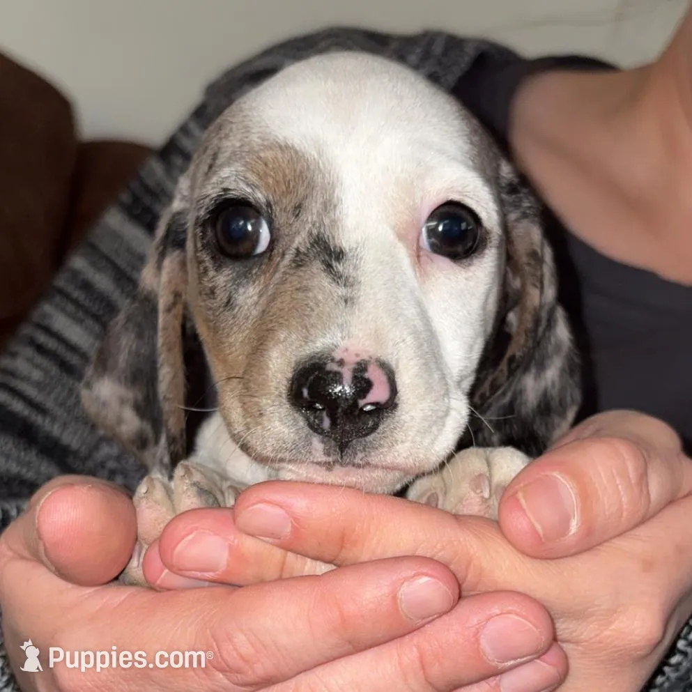 Girl 3, a female Miniature Dachshund for sale in Truth or Consequences, NM – Photo 1 of 6