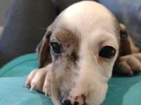 Girl 3, a female Miniature Dachshund for sale in Truth or Consequences, NM – Photo 5 of 6