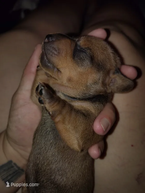 Girl 2 - Shaded/Sable Red – Miniature Dachshund puppy for sale in Truth or Consequences, NM