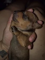 Girl 2 - Shaded/Sable Red, a female Miniature Dachshund for sale in Truth or Consequences, NM – 1 of 4