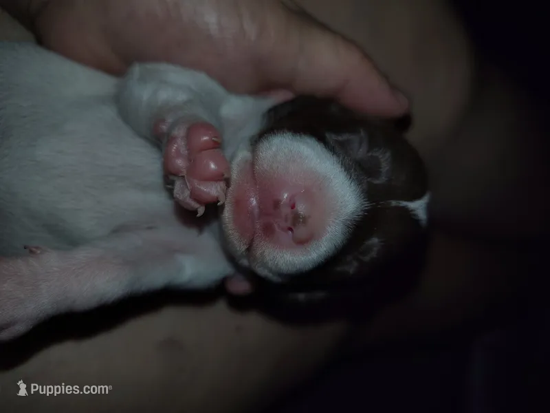 Girl 4 - Chocolate Piebald – Miniature Dachshund puppy for sale in Truth or Consequences, NM
