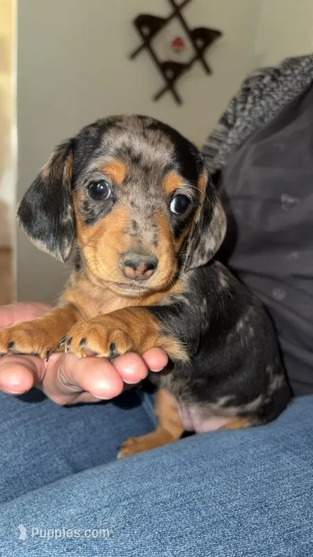 Girl 3 - Duchess Litter