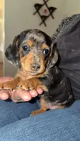 Girl 3 - Duchess Litter, a female Miniature Dachshund for sale in Truth or Consequences, NM – Photo 1 of 10