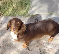 Girl 3 - Duchess Litter, a female Miniature Dachshund for sale in Truth or Consequences, NM – Photo 10 of 10