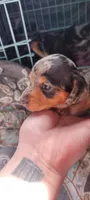 Girl 3 - Duchess Litter, a female Miniature Dachshund for sale in Truth or Consequences, NM – Photo 6 of 10