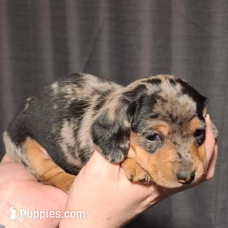 Girl 3 - Duchess Litter, a female Miniature Dachshund for sale in Truth or Consequences, NM – Photo 4 of 10