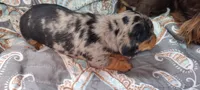 Girl 3 - Duchess Litter, a female Miniature Dachshund for sale in Truth or Consequences, NM – Photo 7 of 10