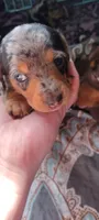 Girl 3 - Duchess Litter, a female Miniature Dachshund for sale in Truth or Consequences, NM – Photo 8 of 10