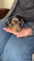 Girl 3 - Duchess Litter, a female Miniature Dachshund for sale in Truth or Consequences, NM – Photo 2 of 10