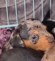 Girl 3 - Duchess Litter, a female Miniature Dachshund for sale in Truth or Consequences, NM – Photo 3 of 10