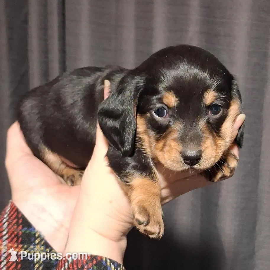 Md/LH Girl 2 - Duchess Litter, a female Miniature Dachshund for sale in Truth or Consequences, NM – Photo 2 of 9