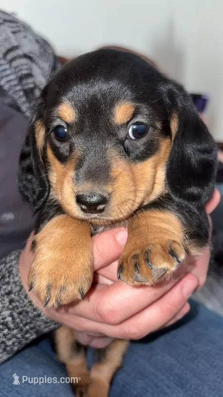 Md/LH Girl 2 - Duchess Litter