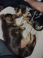 Md/LH Girl 2 - Duchess Litter, a female Miniature Dachshund for sale in Truth or Consequences, NM – Photo 9 of 9