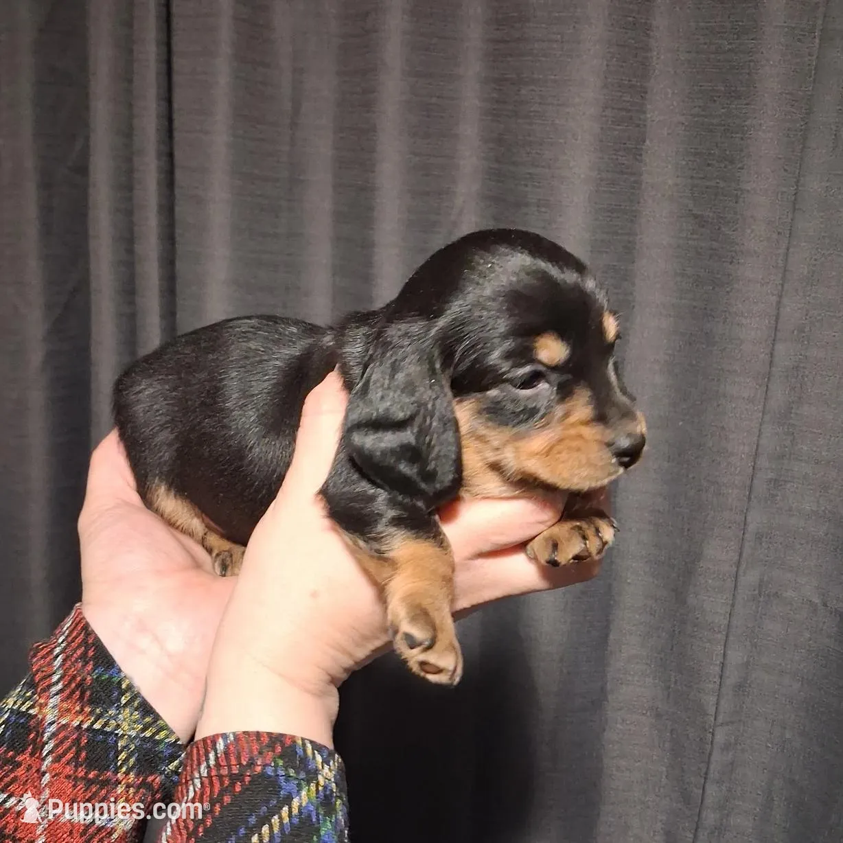 Md/LH Girl 2 - Duchess Litter, a female Miniature Dachshund for sale in Truth or Consequences, NM – Photo 3 of 9