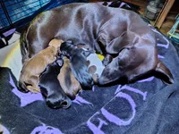 Girl 1 - Black w/White markings, a female Miniature Dachshund for sale in Truth or Consequences, NM – 3 of 4