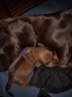 Girl 2 - Shaded/Sable Red, a female Miniature Dachshund for sale in Truth or Consequences, NM – 2 of 4