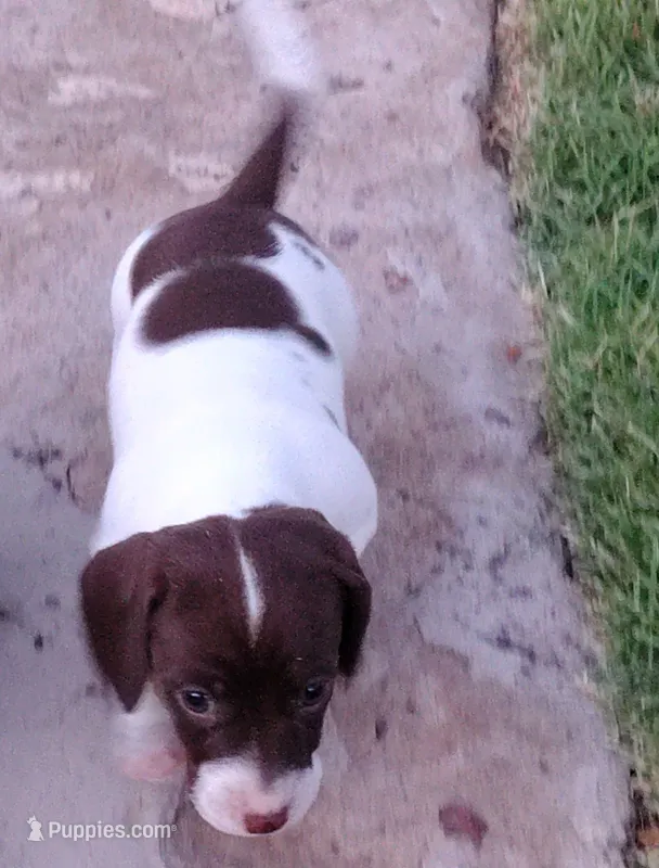 Girl 4 - Chocolate Piebald -short hair – Miniature Dachshund puppy for sale in Truth or Consequences, NM