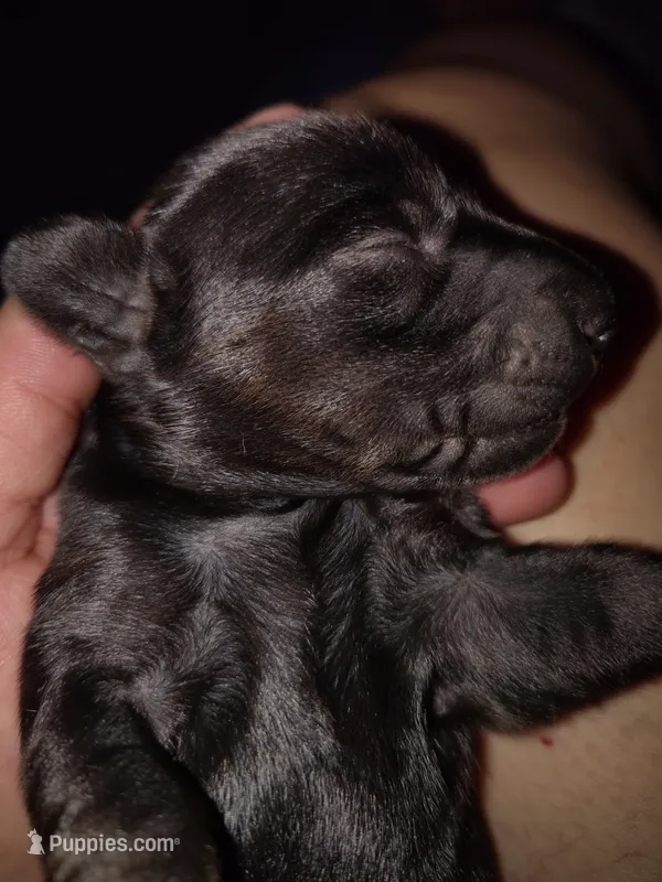Girl 3 - Solid Black/Seal – Miniature Dachshund puppy for sale in Truth or Consequences, NM