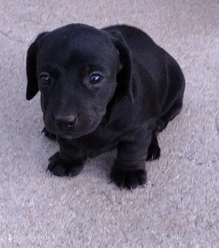 Girl 3 - Solid Black/Seal -short hair – Miniature Dachshund puppy for sale in Truth or Consequences, NM