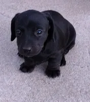 Girl 3 - Solid Black/Seal -short hair, a female Miniature Dachshund for sale in Truth or Consequences, NM – 1 of 9