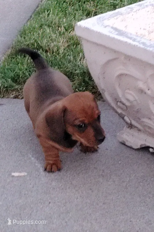 Girl 2 - Shaded/Sable Red -short hair – Miniature Dachshund puppy for sale in Truth or Consequences, NM