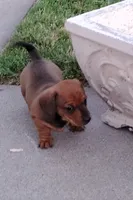 Girl 2 - Shaded/Sable Red -short hair, a female Miniature Dachshund for sale in Truth or Consequences, NM – 1 of 9