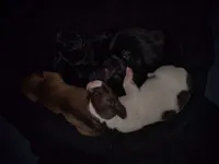 Girl 4 - Chocolate Piebald, a female Miniature Dachshund for sale in Truth or Consequences, NM – 2 of 4