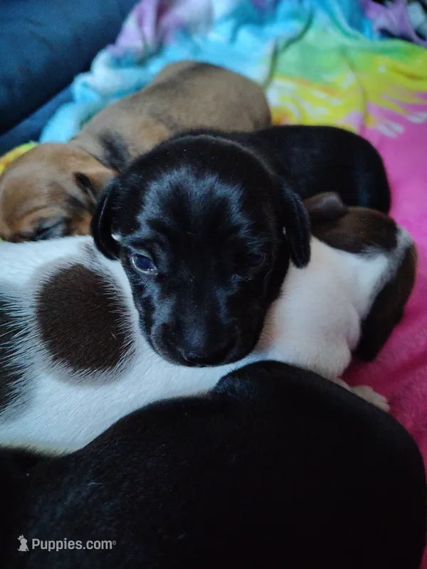Girl 3 - Solid Black/Seal – Miniature Dachshund puppy for sale in Truth or Consequences, NM