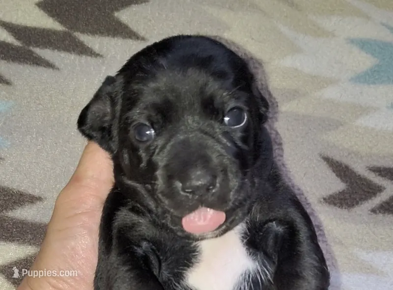 Girl 1 - Black w/White markings – Miniature Dachshund puppy for sale in Truth or Consequences, NM