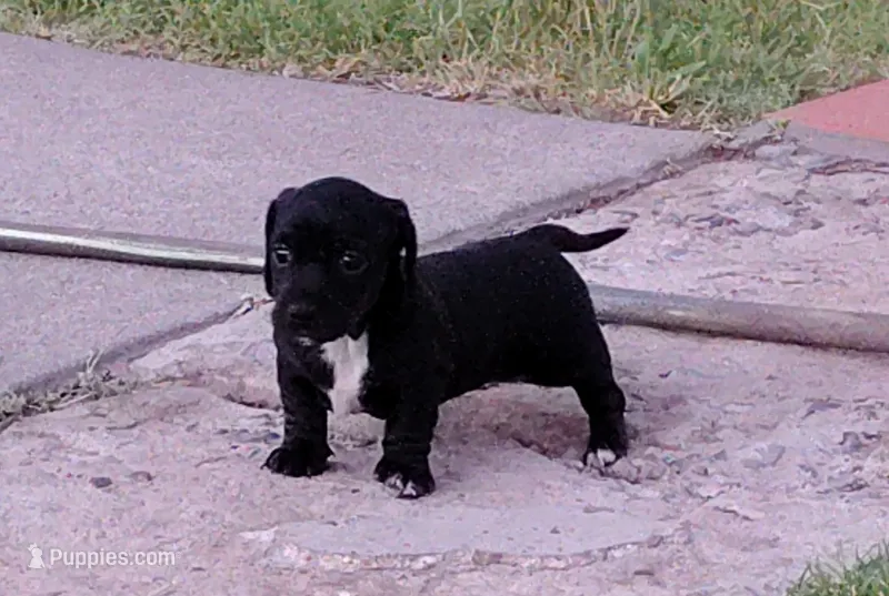 Girl 1 - Black w/White markings -short hair – Miniature Dachshund puppy for sale in Truth or Consequences, NM