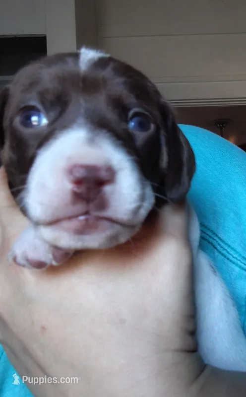 Girl 4 - Chocolate Piebald – Miniature Dachshund puppy for sale in Truth or Consequences, NM