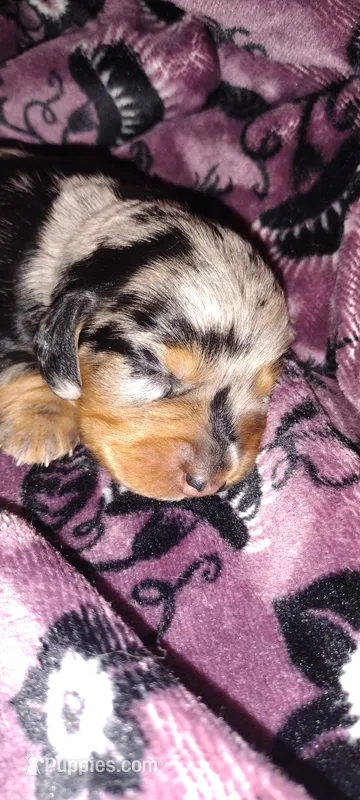 LH Girl 1 - Duchess Litter