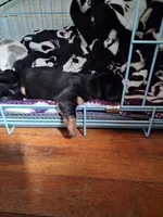 DJ, a male Miniature Dachshund for sale in Truth or Consequences, NM – Photo 6 of 7