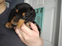 DJ, a male Miniature Dachshund for sale in Truth or Consequences, NM – Photo 2 of 7