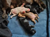 Girl 4 - Chocolate Piebald, a female Miniature Dachshund for sale in Truth or Consequences, NM – 3 of 4