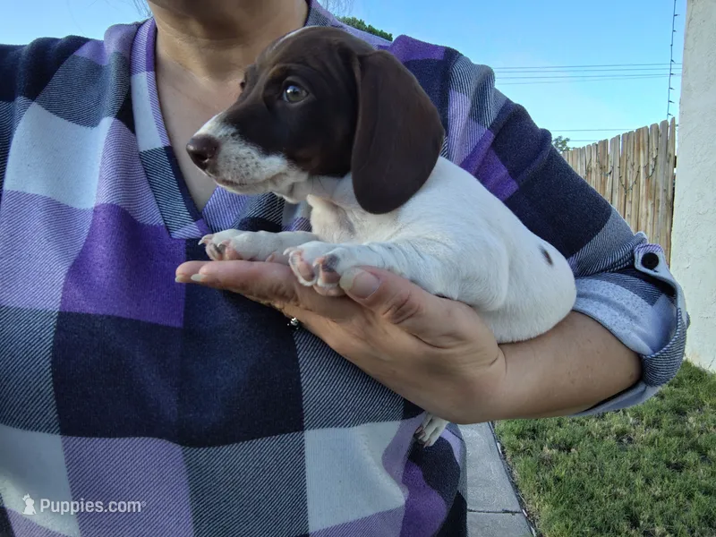 Girl 4 - Chocolate Piebald -short hair – Miniature Dachshund puppy for sale in Truth or Consequences, NM