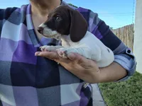Domina, a female Miniature Dachshund for sale in Truth or Consequences, NM – 1 of 7