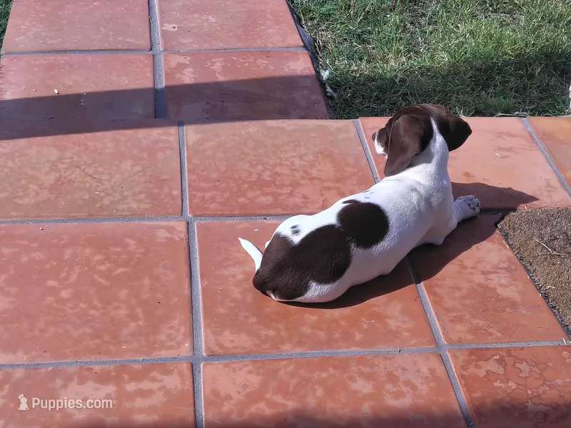 Penny – Miniature Dachshund puppy for sale in Truth or Consequences, NM