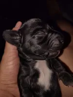 Girl 1 - Black w/White markings, a female Miniature Dachshund for sale in Truth or Consequences, NM – 2 of 4
