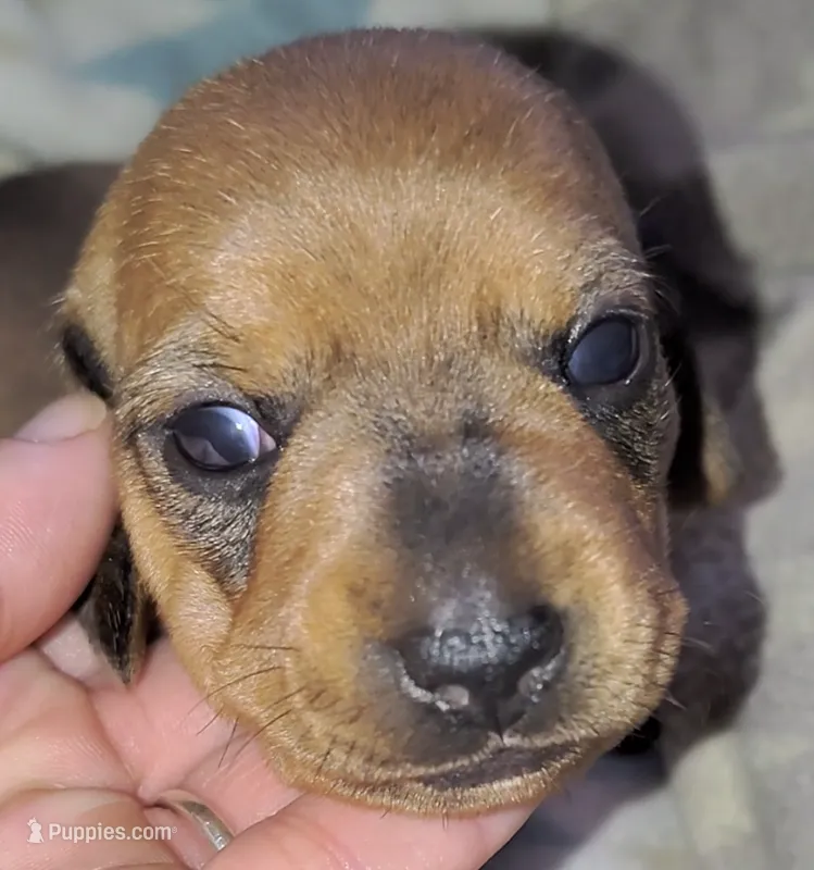Girl 2 - Shaded/Sable Red – Miniature Dachshund puppy for sale in Truth or Consequences, NM