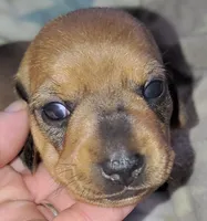 Girl 2 - Shaded/Sable Red -short hair, a female Miniature Dachshund for sale in Truth or Consequences, NM – 5 of 9