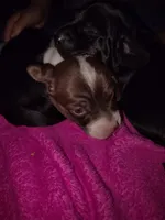 Girl 4 - Chocolate Piebald -short hair, a female Miniature Dachshund for sale in Truth or Consequences, NM – 9 of 9