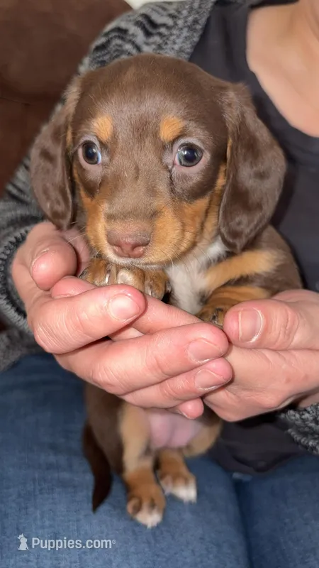 Md/LH Girl 4 - Duchess Litter