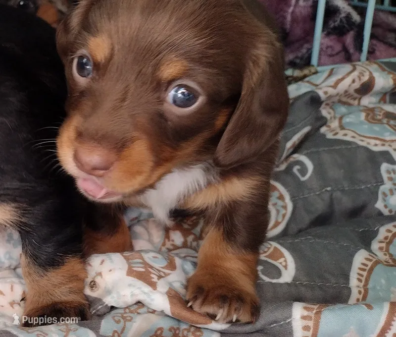 Md/LH Girl 4 - Duchess Litter