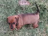 Girl 2 - Shaded/Sable Red -short hair, a female Miniature Dachshund for sale in Truth or Consequences, NM – 3 of 9