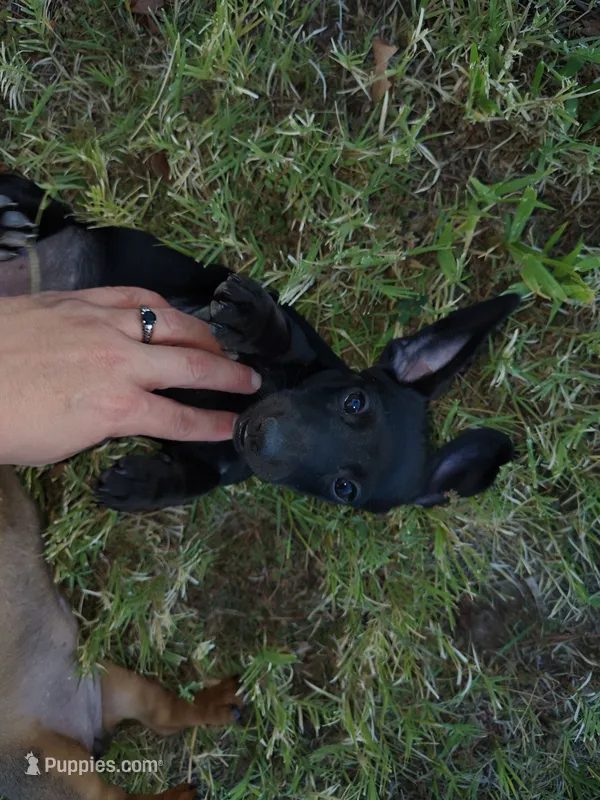 Salem – Miniature Dachshund puppy for sale in Truth or Consequences, NM