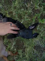 Salem, a female Miniature Dachshund for sale in Truth or Consequences, NM – 1 of 9