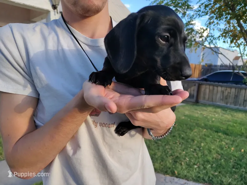 Girl 3 - Solid Black/Seal -short hair – Miniature Dachshund puppy for sale in Truth or Consequences, NM