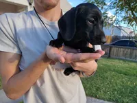 Salem, a female Miniature Dachshund for sale in Truth or Consequences, NM – 3 of 9