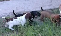 Domina, a female Miniature Dachshund for sale in Truth or Consequences, NM – 3 of 7